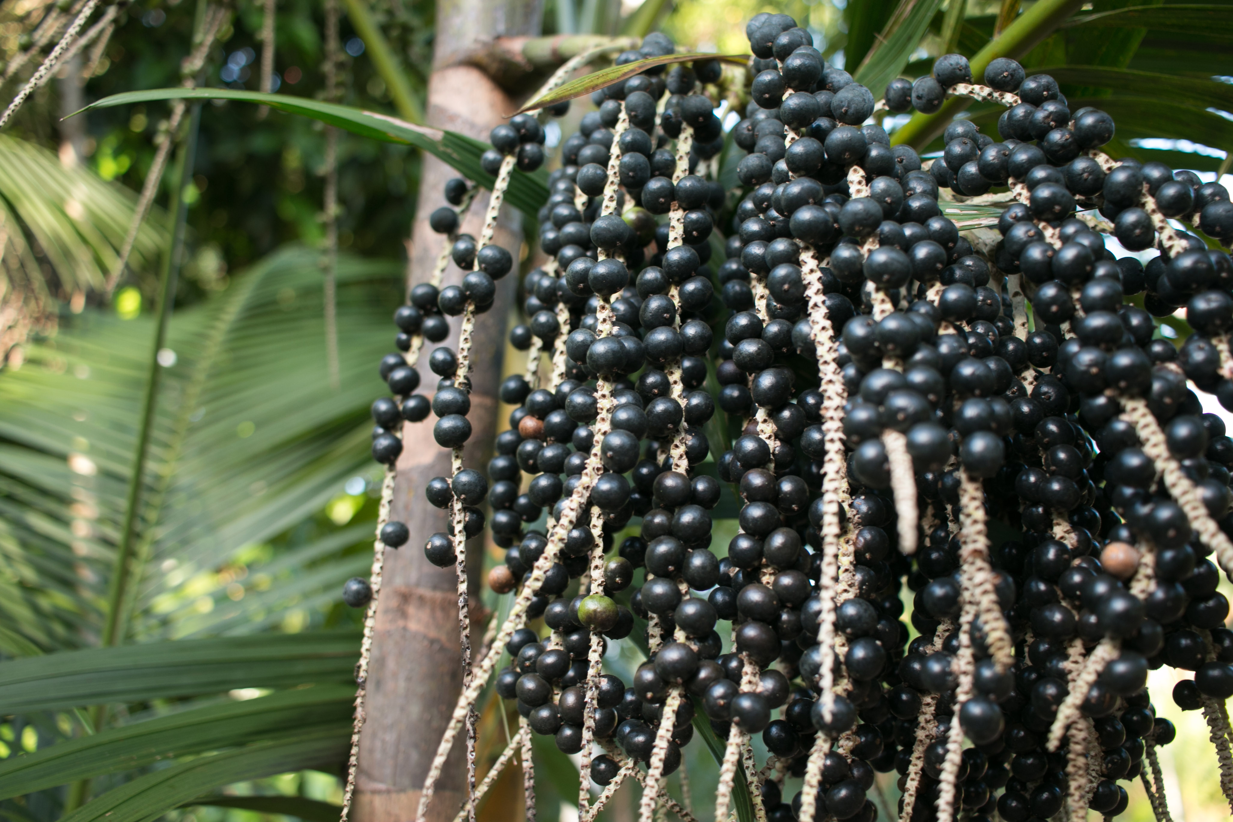 Fornecimento industrial de açaí amazônico Tribo Superfoods