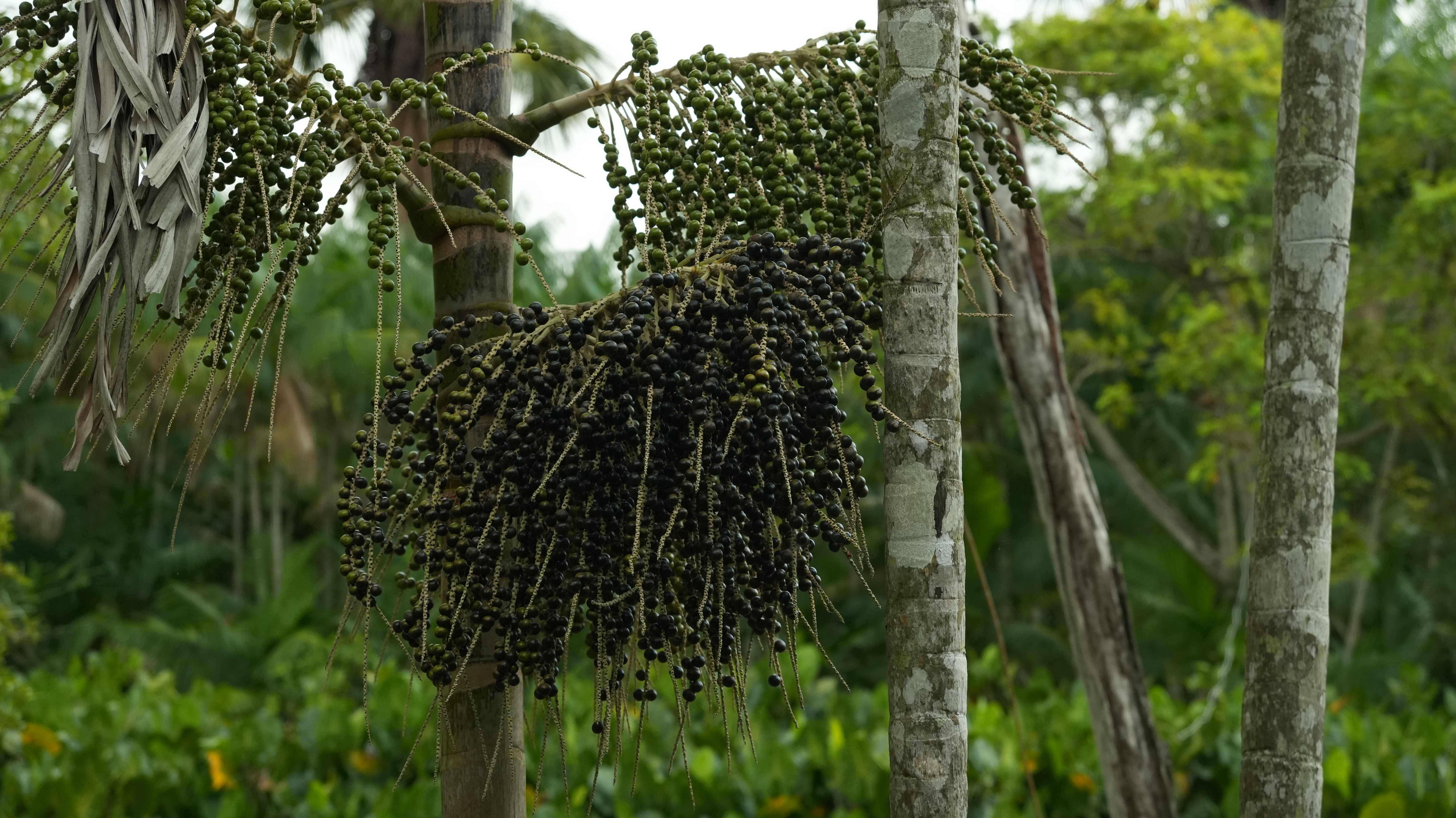 Vista aérea das várzeas de Igarapé-Miri, Pará — região produtora da Tribo Superfoods